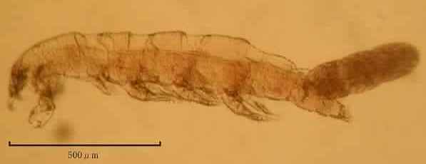 Представитель Семейства Eudactylinidae
